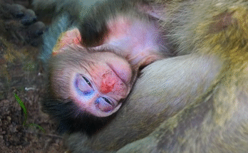 Newborn baby monkey Braxton peacefully sleeps in his mother Bella’s arms under a jungle tree, safe and loved.
