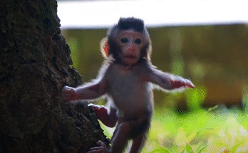 Baby monkey Maxwell lying on the ground, reaching out toward his mother after a gentle fall.