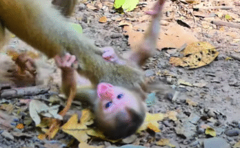 Adorable baby monkey Lily giggles while playing on her caretaker’s lap in the jungle sunlight.