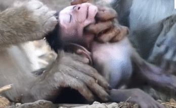 Mother monkey tightly holding her scared baby after rescuing him from a dangerous bully monkey in the jungle.