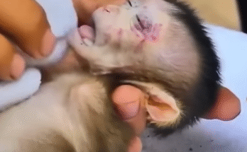 A short clip of Leo's fall rescue, emergency vet visit, and his gentle moments recovering wrapped in blankets, with volunteers feeding him and softly whispering his name.