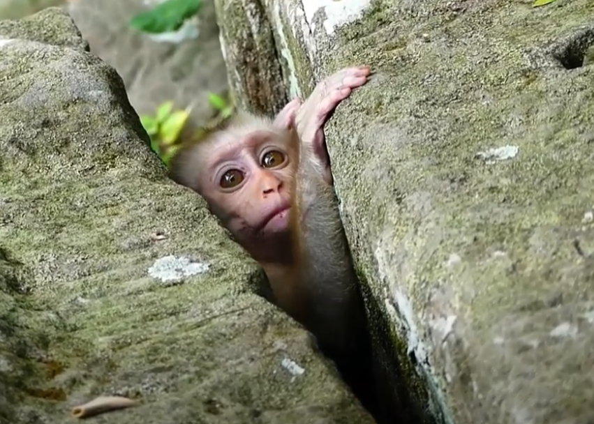#monkey 