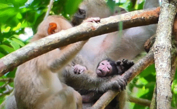 Newborn baby monkey Alora nestles beside mother Mina near Angkor’s forest pool.