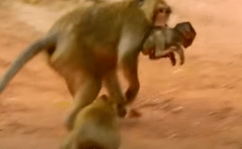 Alba hugs injured Anissa after attack in Angkor Wat forest, showing raw emotion and sisterly love.