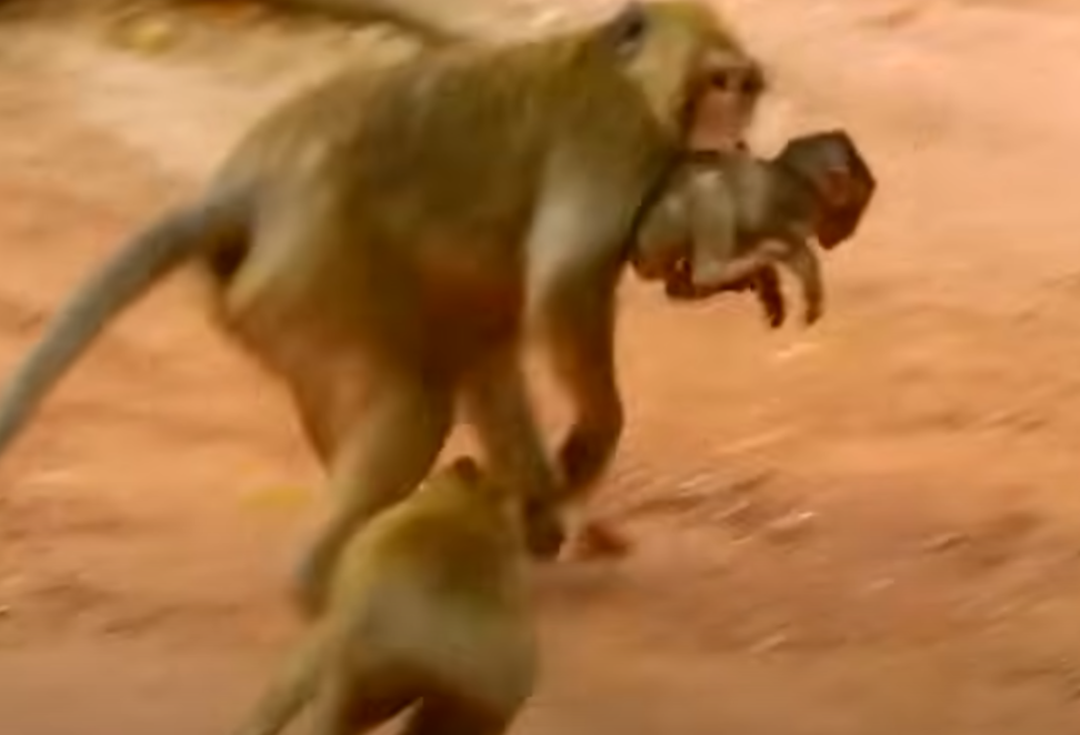 Viewers canât stop crying after seeing this baby monkeyâs heroic standâAlba protects her injured sister after a shocking attack in Angkorâs wild heart. Watch the full emotional clip now.