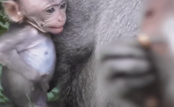 Tiny baby monkey Dodo cries out for milk, clutching a bottle with hope in his eyes.