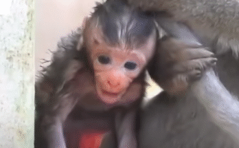 Mother monkey Lina holds her baby Coco tightly after rescuing him from an aggressive male in the forest.