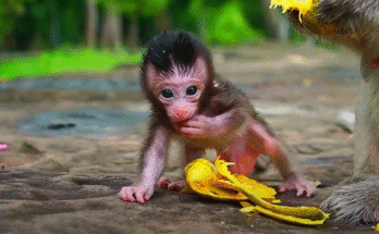 Tiny baby monkey Maxwell looks hesitant during his first day of training, clutching his hands with worried eyes.