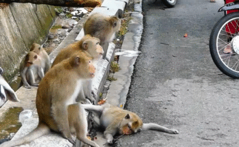 A male monkey crouches over the body of his mate in the middle of a road, eyes wide with grief, refusing to leave her side.