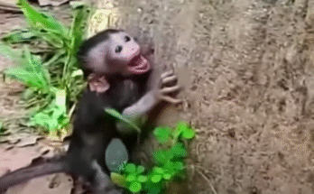 A starving baby monkey with sunken eyes clings to a banana while crying in hunger.