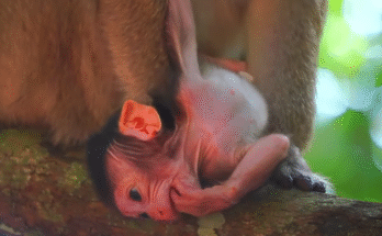 Baby monkey Maxwell reaches for his mother, who turns away, as another monkey watches from nearby.