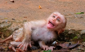 Baby monkey Rumi clings to his mother under Angkor Wat’s trees, his eyes full of wonder and peace.