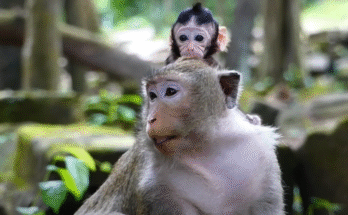 Adorable baby monkey Tika peeking out from behind her mom’s leg with wide, playful eyes.