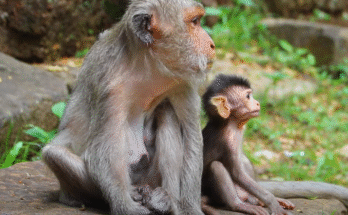 Mama Jade gently carries her baby through the forest, later sitting to lovingly remove lice from his fur with care and affection.