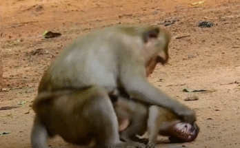 A tiny baby monkey named Miko lies weak in his mother’s arms after a fall, his eyes barely open, while she watches over him protectively in the sanctuary.