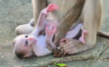 "injured baby monkey wrapped in bandages" "rescued monkey drinking milk from bottle" "monkey receiving massage therapy after injury" "electrocuted monkey recovery center care" "orphaned monkey sleeping in soft blanket"