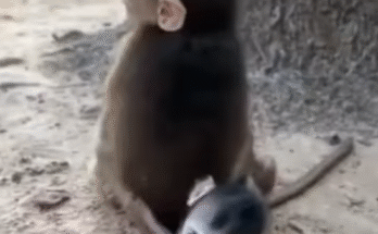 "She Fell… Then THIS Happened 😭❤️" "The Way She Looks at Her Mom… 💔" "Cutest Monkey Fall Ever!" "WATCH HER LITTLE HEART BREAK 🐒💞" "She Got Back Up—Stronger!"