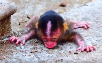 Sad newborn monkey with a long tail, lying weak on the ground after being abandoned and mistreated by mother Rosy.