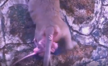 Baby monkey Marla clinging to a tree branch after her mother’s tragic fall.