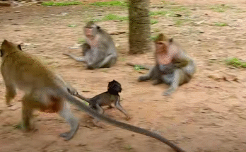 Baby monkey Bella lying in a hammock beside Milo after recovering from a traumatic attack.
