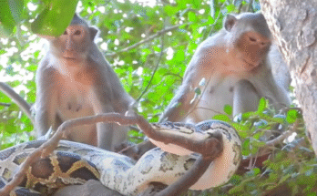 "injured baby monkey wrapped in bandages" "rescued monkey drinking milk from bottle" "monkey receiving massage therapy after injury" "electrocuted monkey recovery center care" "orphaned monkey sleeping in soft blanket"