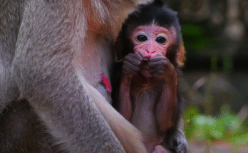 "injured baby monkey wrapped in bandages" "rescued monkey drinking milk from bottle" "monkey receiving massage therapy after injury" "electrocuted monkey recovery center care" "orphaned monkey sleeping in soft blanket"
