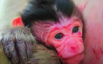 "injured baby monkey wrapped in bandages" "rescued monkey drinking milk from bottle" "monkey receiving massage therapy after injury" "electrocuted monkey recovery center care" "orphaned monkey sleeping in soft blanket"