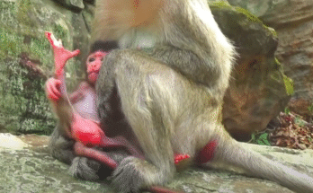 "injured baby monkey wrapped in bandages" "rescued monkey drinking milk from bottle" "monkey receiving massage therapy after injury" "electrocuted monkey recovery center care" "orphaned monkey sleeping in soft blanket"