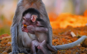 "injured baby monkey wrapped in bandages" "rescued monkey drinking milk from bottle" "monkey receiving massage therapy after injury" "electrocuted monkey recovery center care" "orphaned monkey sleeping in soft blanket"