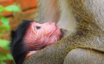 "injured baby monkey wrapped in bandages" "rescued monkey drinking milk from bottle" "monkey receiving massage therapy after injury" "electrocuted monkey recovery center care" "orphaned monkey sleeping in soft blanket"