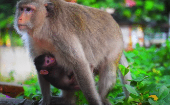 "injured baby monkey wrapped in bandages" "rescued monkey drinking milk from bottle" "monkey receiving massage therapy after injury" "electrocuted monkey recovery center care" "orphaned monkey sleeping in soft blanket"