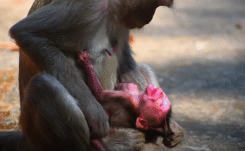 "injured baby monkey wrapped in bandages" "rescued monkey drinking milk from bottle" "monkey receiving massage therapy after injury" "electrocuted monkey recovery center care" "orphaned monkey sleeping in soft blanket"