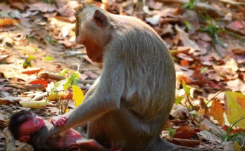 "injured baby monkey wrapped in bandages" "rescued monkey drinking milk from bottle" "monkey receiving massage therapy after injury" "electrocuted monkey recovery center care" "orphaned monkey sleeping in soft blanket"