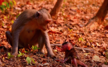"injured baby monkey wrapped in bandages" "rescued monkey drinking milk from bottle" "monkey receiving massage therapy after injury" "electrocuted monkey recovery center care" "orphaned monkey sleeping in soft blanket"