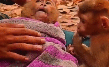 "injured baby monkey wrapped in bandages" "rescued monkey drinking milk from bottle" "monkey receiving massage therapy after injury" "electrocuted monkey recovery center care" "orphaned monkey sleeping in soft blanket"