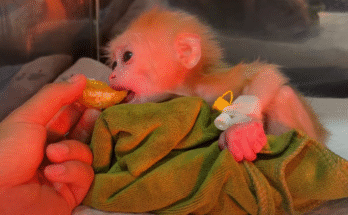 "injured baby monkey wrapped in bandages" "rescued monkey drinking milk from bottle" "monkey receiving massage therapy after injury" "electrocuted monkey recovery center care" "orphaned monkey sleeping in soft blanket"