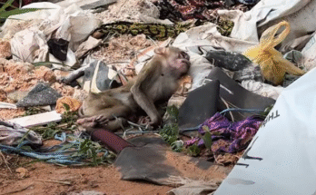 "injured baby monkey wrapped in bandages" "rescued monkey drinking milk from bottle" "monkey receiving massage therapy after injury" "electrocuted monkey recovery center care" "orphaned monkey sleeping in soft blanket"