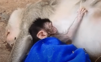 "injured baby monkey wrapped in bandages" "rescued monkey drinking milk from bottle" "monkey receiving massage therapy after injury" "electrocuted monkey recovery center care" "orphaned monkey sleeping in soft blanket"