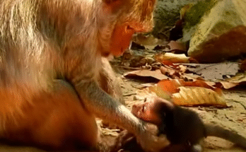 "injured baby monkey wrapped in bandages" "rescued monkey drinking milk from bottle" "monkey receiving massage therapy after injury" "electrocuted monkey recovery center care" "orphaned monkey sleeping in soft blanket"