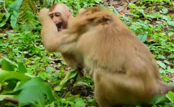 "injured baby monkey wrapped in bandages" "rescued monkey drinking milk from bottle" "monkey receiving massage therapy after injury" "electrocuted monkey recovery center care" "orphaned monkey sleeping in soft blanket"