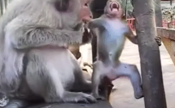 "injured baby monkey wrapped in bandages" "rescued monkey drinking milk from bottle" "monkey receiving massage therapy after injury" "electrocuted monkey recovery center care" "orphaned monkey sleeping in soft blanket"
