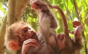 "injured baby monkey wrapped in bandages" "rescued monkey drinking milk from bottle" "monkey receiving massage therapy after injury" "electrocuted monkey recovery center care" "orphaned monkey sleeping in soft blanket"