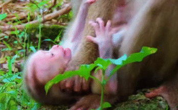 "injured baby monkey wrapped in bandages" "rescued monkey drinking milk from bottle" "monkey receiving massage therapy after injury" "electrocuted monkey recovery center care" "orphaned monkey sleeping in soft blanket"