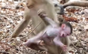 "injured baby monkey wrapped in bandages" "rescued monkey drinking milk from bottle" "monkey receiving massage therapy after injury" "electrocuted monkey recovery center care" "orphaned monkey sleeping in soft blanket"
