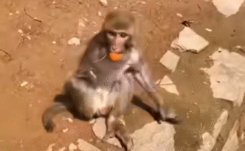 "injured baby monkey wrapped in bandages" "rescued monkey drinking milk from bottle" "monkey receiving massage therapy after injury" "electrocuted monkey recovery center care" "orphaned monkey sleeping in soft blanket"