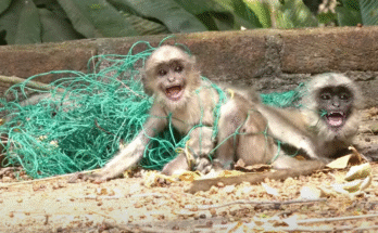 "injured baby monkey wrapped in bandages" "rescued monkey drinking milk from bottle" "monkey receiving massage therapy after injury" "electrocuted monkey recovery center care" "orphaned monkey sleeping in soft blanket"