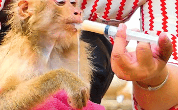 "injured baby monkey wrapped in bandages" "rescued monkey drinking milk from bottle" "monkey receiving massage therapy after injury" "electrocuted monkey recovery center care" "orphaned monkey sleeping in soft blanket"