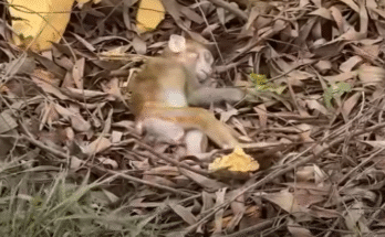 "injured baby monkey wrapped in bandages" "rescued monkey drinking milk from bottle" "monkey receiving massage therapy after injury" "electrocuted monkey recovery center care" "orphaned monkey sleeping in soft blanket"