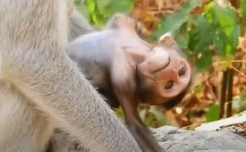 "injured baby monkey wrapped in bandages" "rescued monkey drinking milk from bottle" "monkey receiving massage therapy after injury" "electrocuted monkey recovery center care" "orphaned monkey sleeping in soft blanket"