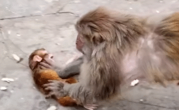 "injured baby monkey wrapped in bandages" "rescued monkey drinking milk from bottle" "monkey receiving massage therapy after injury" "electrocuted monkey recovery center care" "orphaned monkey sleeping in soft blanket"
